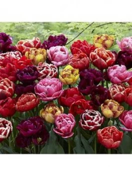 Image of Peony Flowered Tulip Mix X 20 Bulbs
