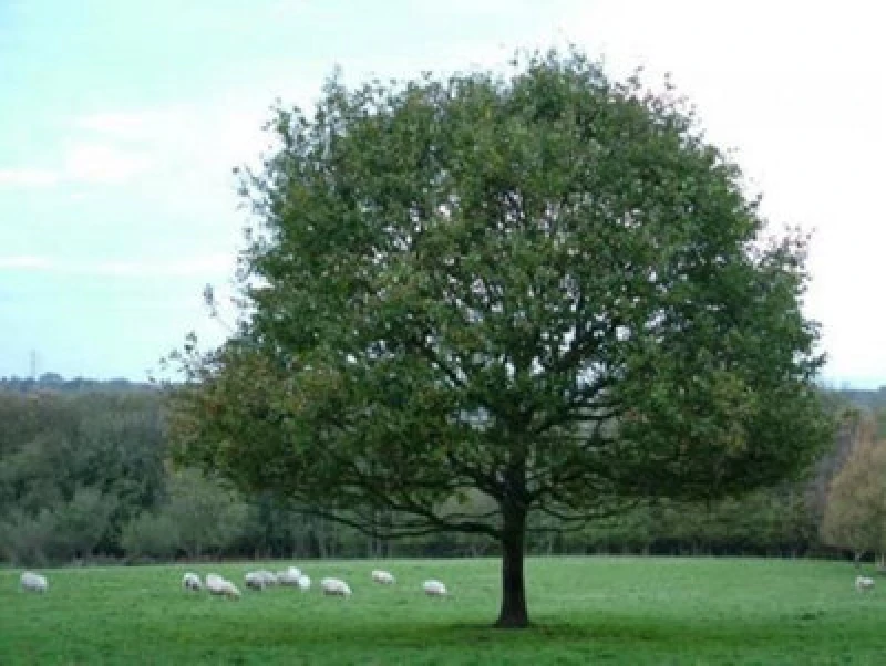 Image of Inspirational Gifting 2-3ft English Oak (Quercus Robur) Field Grown Bare Root Hedging Plants Tree Whip Sapling - Pack Of 10