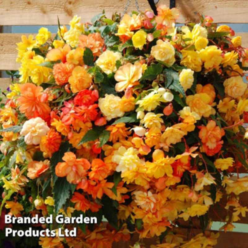Image of Thompson & Morgan Begonia X Tuberhybrida Apricot Shades Improved F1 Hybrid 24 Plug Plants