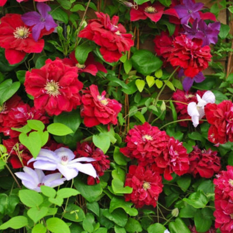 Image of Thompson & Morgan Clematis Charmaine Red Double/single Blooms Repeat Flowers Summer/autumn Climbing Garden Plant