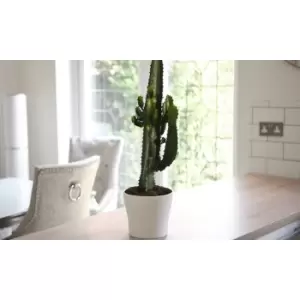 Image of Thompson & Morgan Thompson and Morgan Euphorbia Acruensis Cactus 17cm Pot x 2