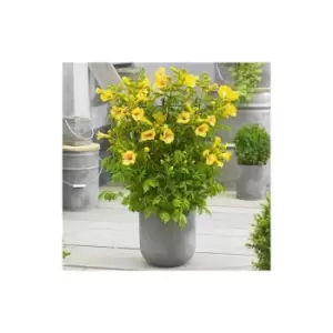 Image of Campsis Yellow Trumpet 2L