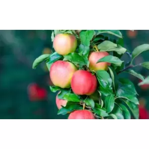 Image of Thompson & Morgan Thompson and Morgan Fruit Tree Miniature Collection 9cm Pot x 3