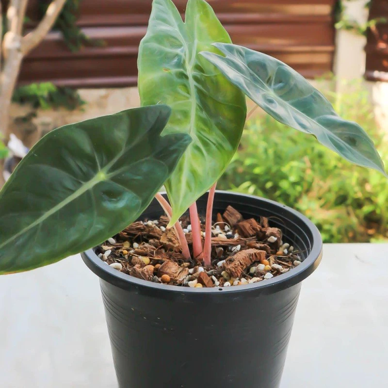 Image of YouGarden Pink Elephant Ear - Alocasia Pink Dragon 12cm Multi unisex 12cm Pot