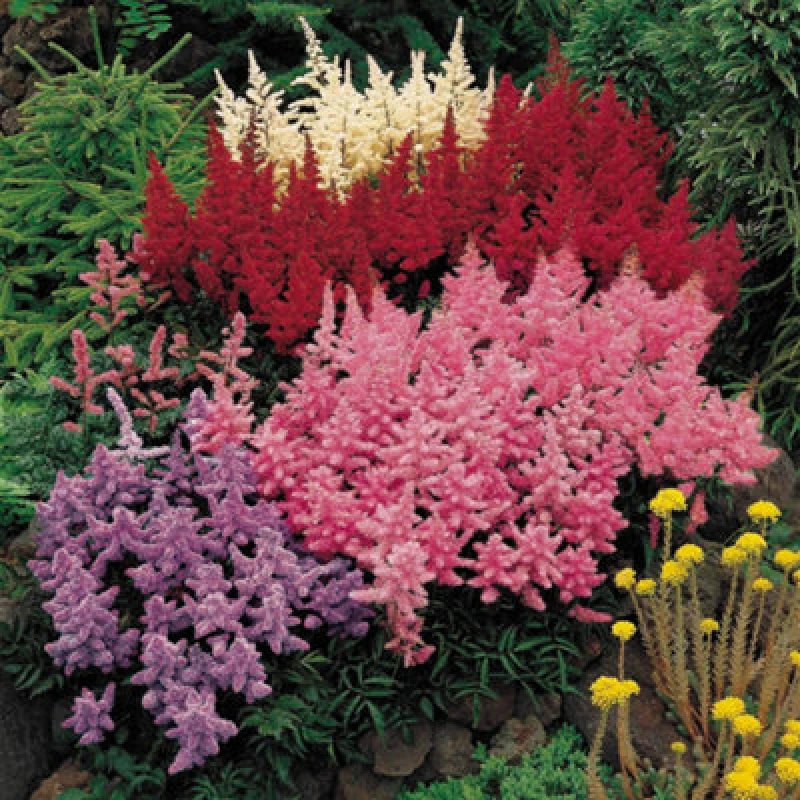 Image of Yougarden Astilbe Plum Bouquet Mix, Set Of 5 Bare Roots, Fragrant Summer Flowering Hardy Perennials