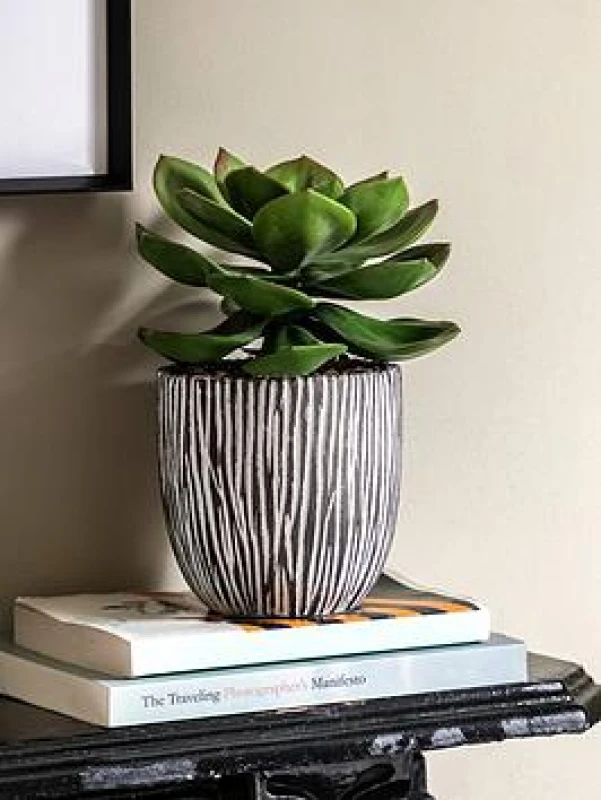 Image of Crossland Grove Potted Succulent in Ribbed Black Ceramic Pot, Black 5056693592167