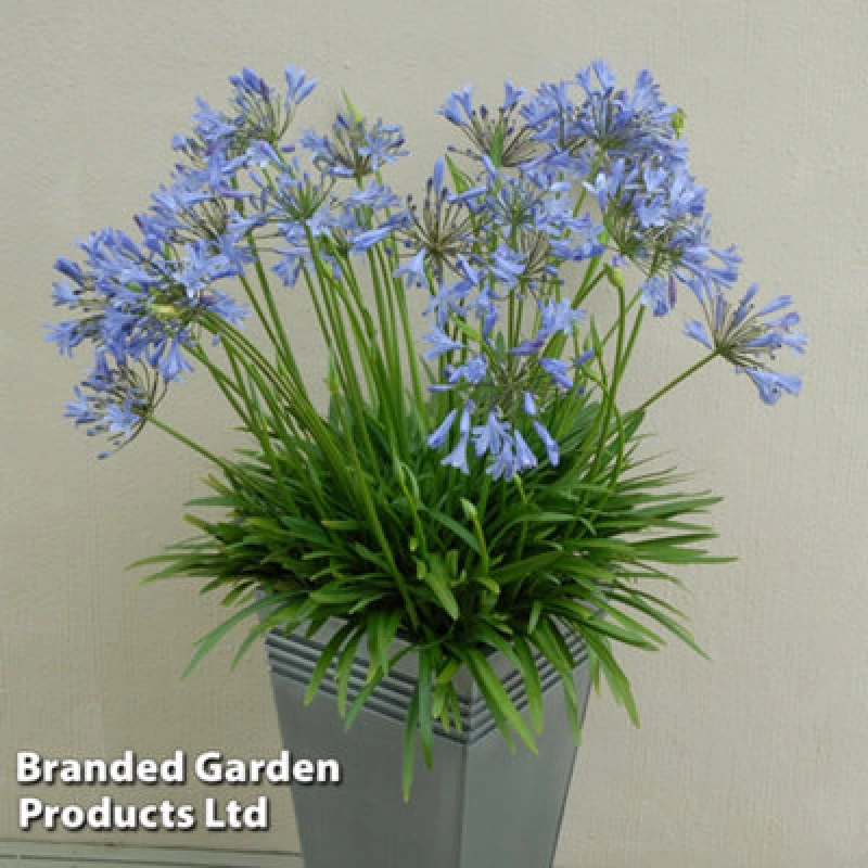 Image of Thompson & Morgan Agapanthus Blue Storm 9Cm Potted Plant X 2