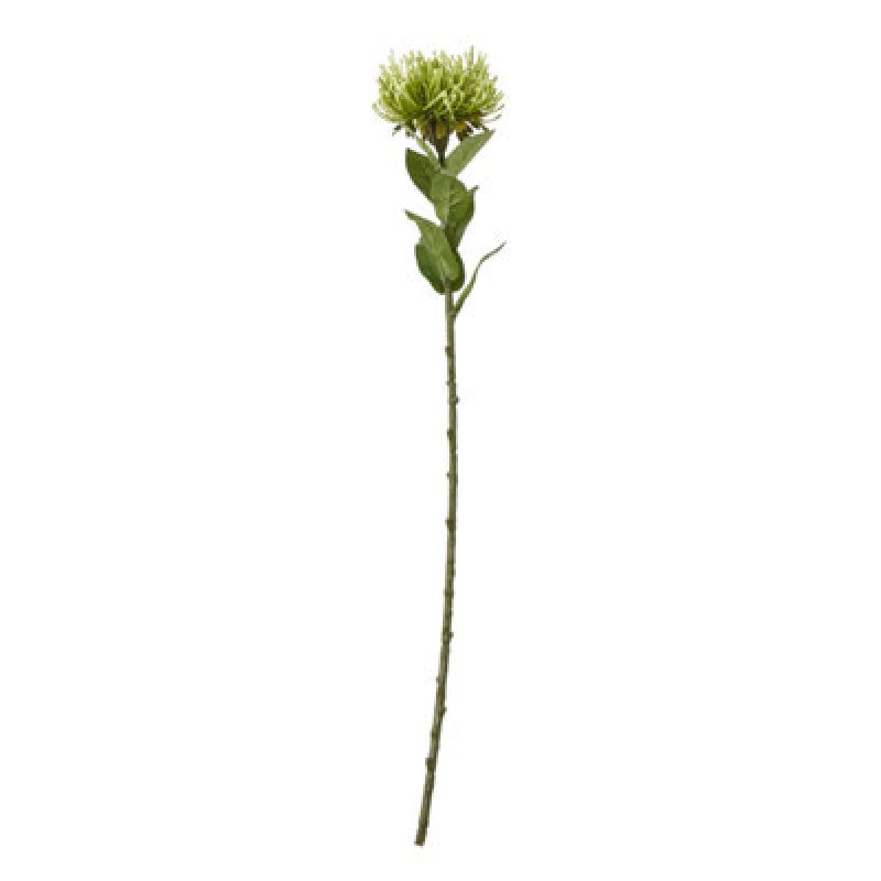 Image of Green Protea Lorea Stem