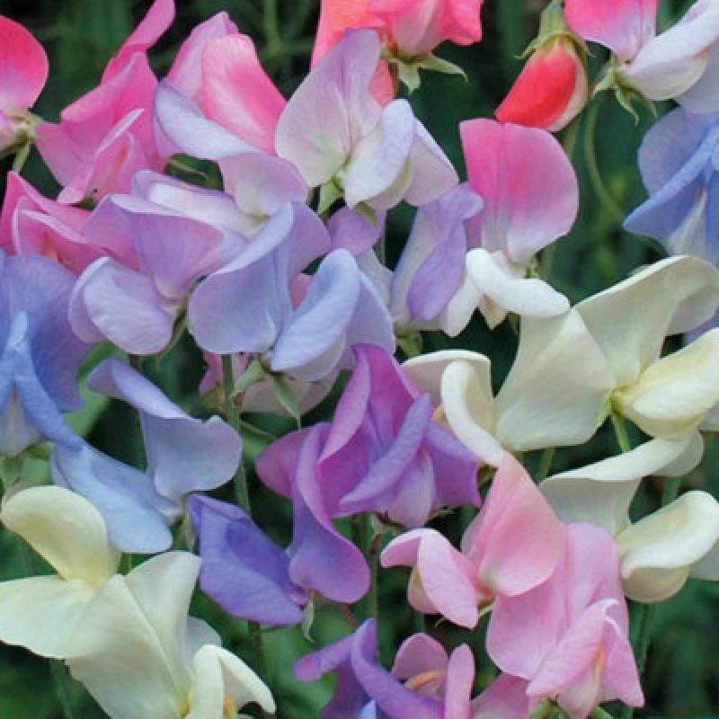 Image of Thompson & Morgan Sweet Pea Elegant Ladies 1 Seed Packet (20 Seeds)