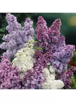 Image of Fragrant French Lilac Plants Collection 3X9Cm Plants