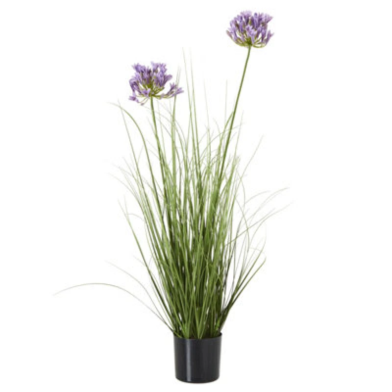Image of Purple Agapanthus Plant In Pot