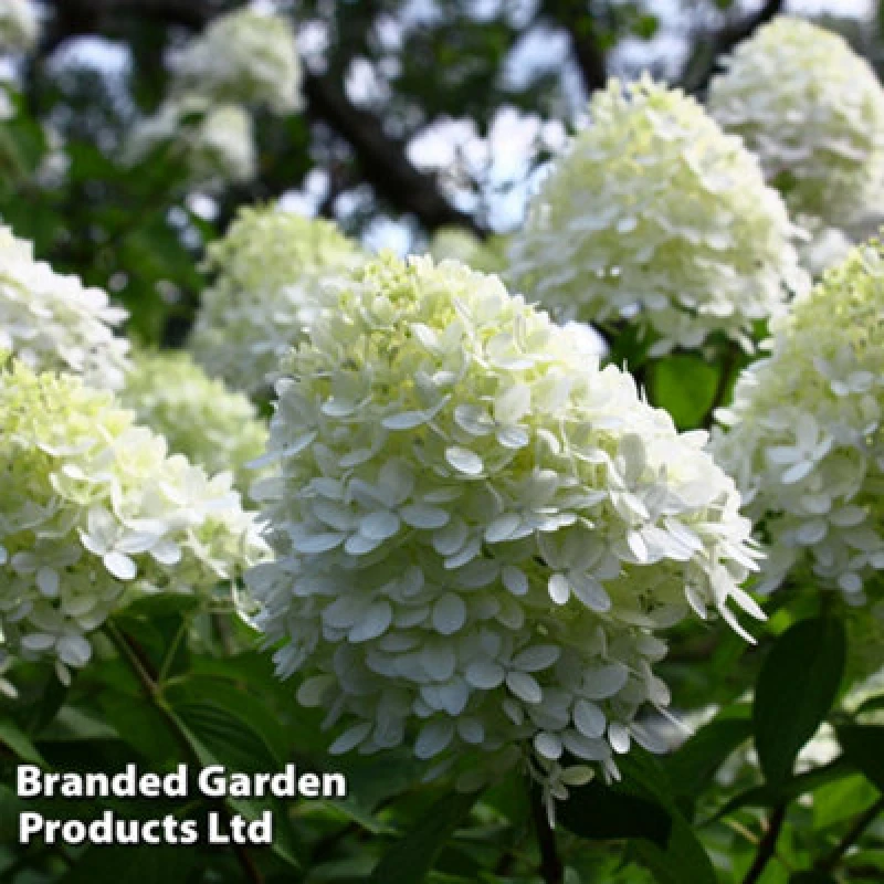 Image of Thompson & Morgan Hydrangea Paniculata Limelight 3.6 Litre Potted Plant X 3