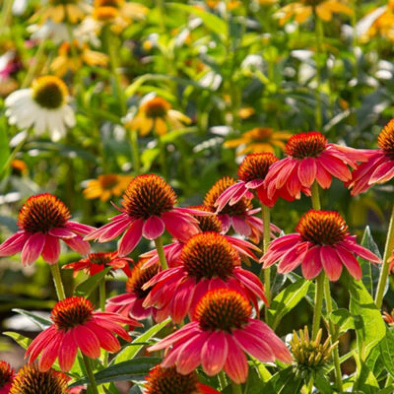 Image of Thompson & Morgan Echinacea Red Coneflower Seed Packet Vibrant Blooms Pollinator Attractor Hardy Perennial