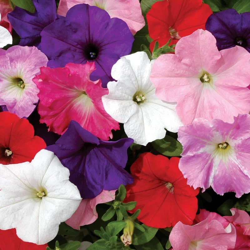 Image of YouGarden Petunia Easy Wave Ult Mix (20 Garden Ready Plants) Garden Flowers and Plants 20 Plants Multi 40561699000