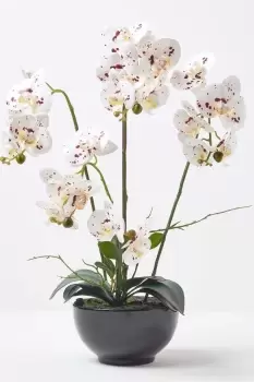 Image of White Orchid 62cm Phalaenopsis in Ceramic Pot Extra Large, 5 Stems