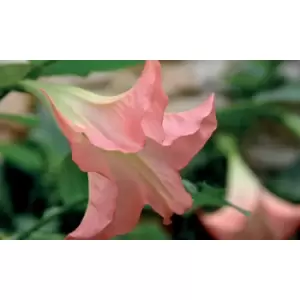 Image of Thompson & Morgan Thompson and Morgan Brugmansia (Datura) Single White 9cm Pot x 1