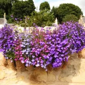 Image of Pack of 20 Lobelia Fountain Mix Plants