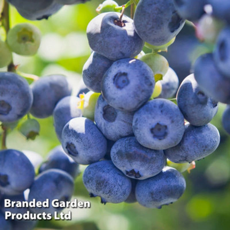 Image of Thompson & Morgan Grow Your Own Fruit Blueberry (Vaccinium) Draper 1.5 Litre Pot X 1
