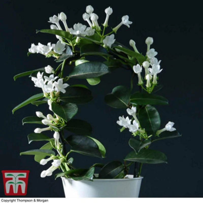 Image of Thompson & Morgan Houseplant Stephanotis Floribunda On A Hoop 12Cm Potted Plant X 2 :