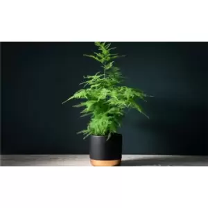 Image of Thompson & Morgan Thompson and Morgan Lace Fern- Asparagus Fern 13cm pot x 3