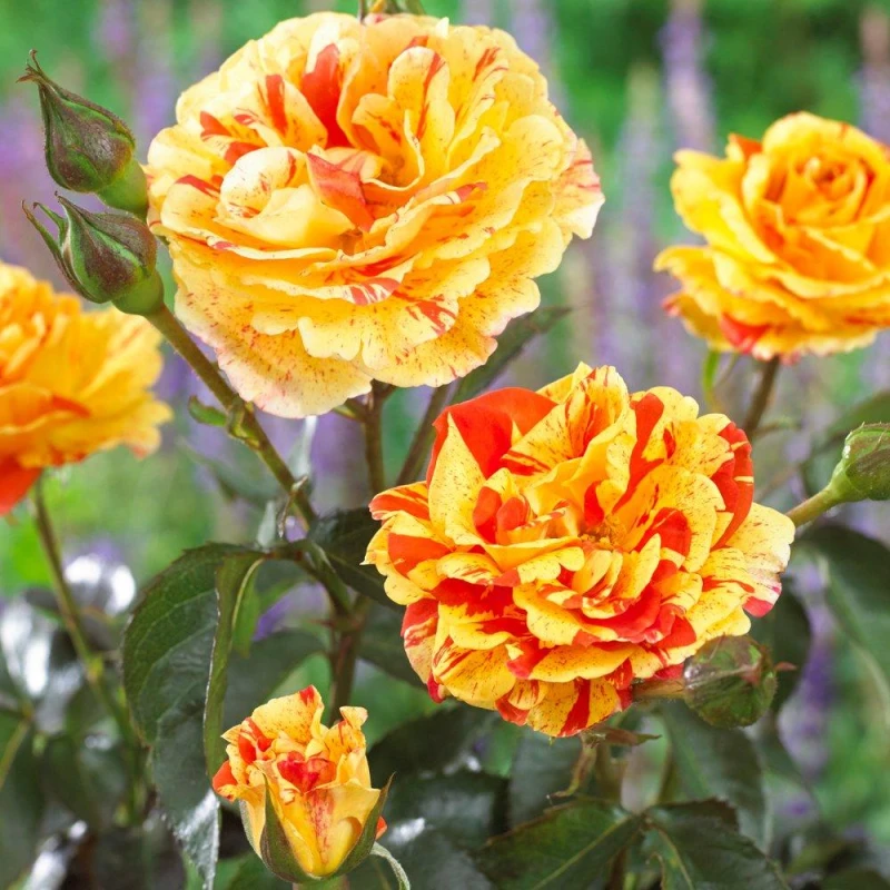 Image of YouGarden Pair of Bare Root Roses - Oranges & Lemons Multi unisex 2 bare rt