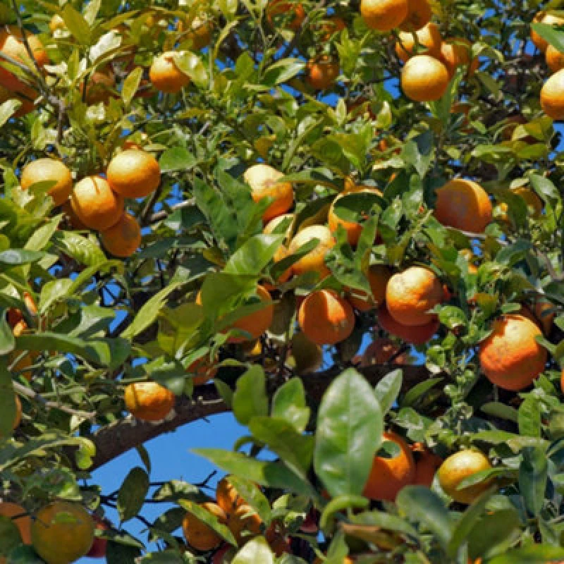 Image of Thompson & Morgan Citrus Tree Lime (Citrus Limonia) Rangpur 5 Litre Potted Plant X 1