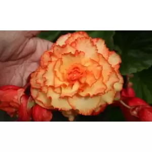 Image of Thompson & Morgan Thompson and Morgan Begonia Cascading Fireball 5 Tubers