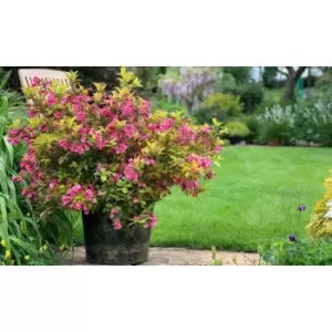 Image of Thompson & Morgan Thompson and Morgan Weigela 'Magic Carpet' 9cm x 2