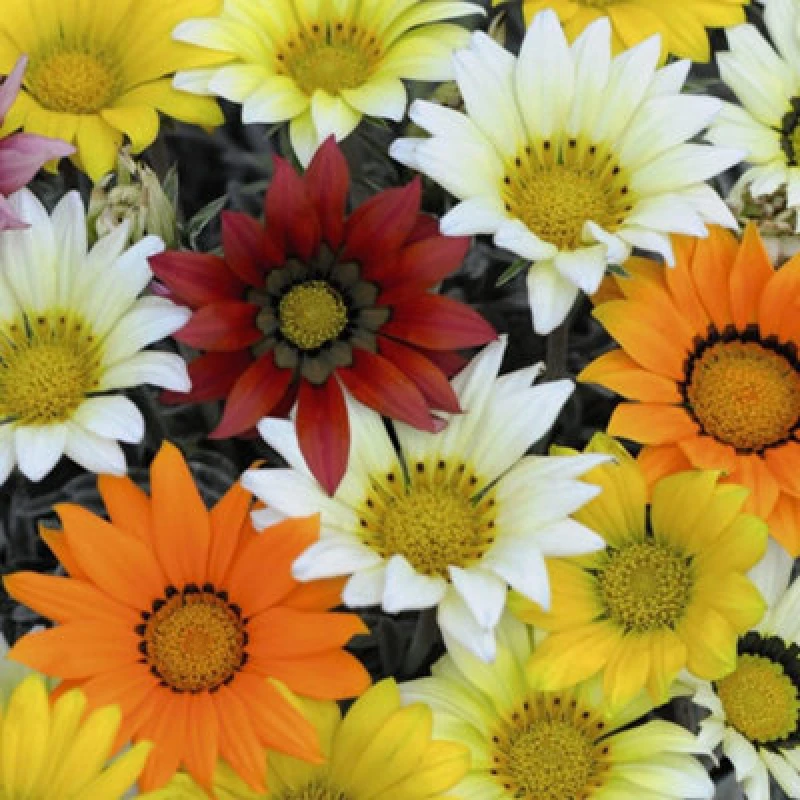Image of Thompson & Morgan Gazania Talent Mixed 1 Seed Packet (20 Seeds)