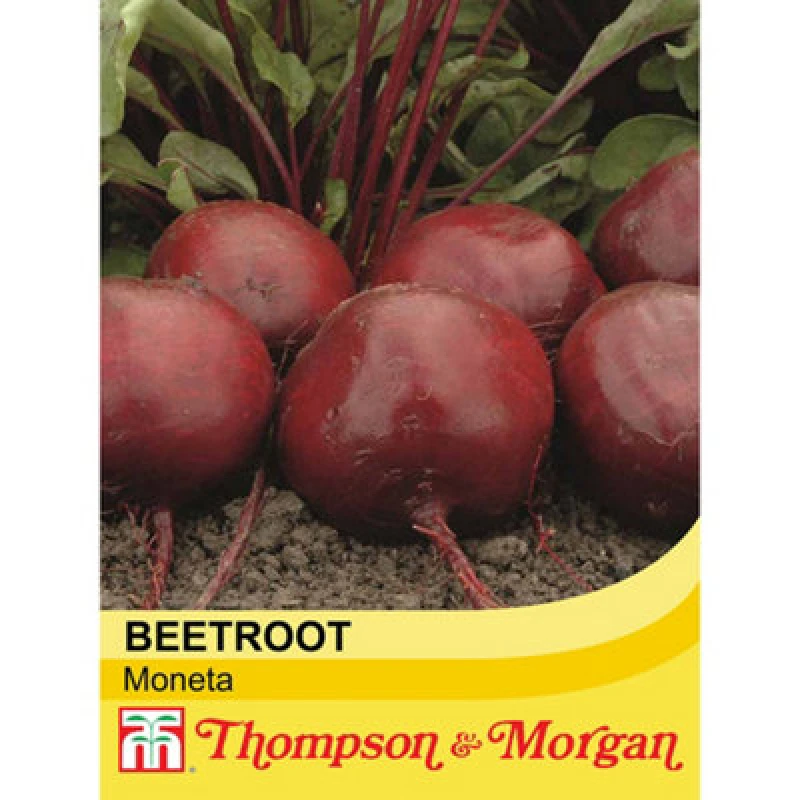 Image of Thompson & Morgan Beetroot Moneta 1 Seed Packet (150 Seeds)