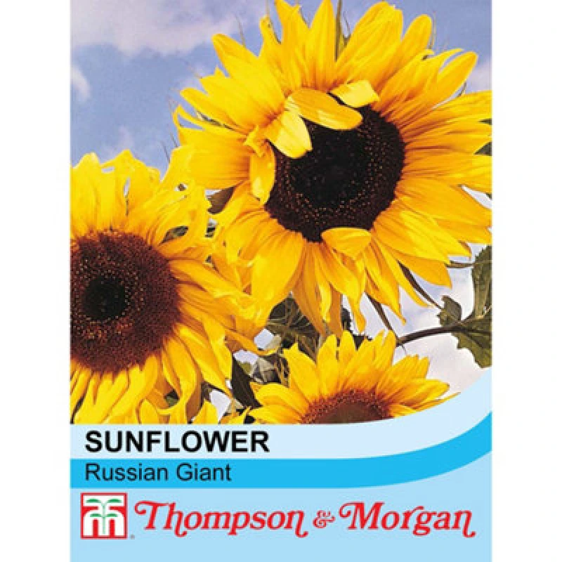 Image of Thompson & Morgan Sunflower Russian Giant 1 Seed Packet (60 Seeds)