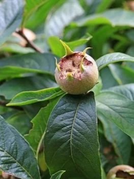 Image of Sibleys Patio Medlar Tree 2L