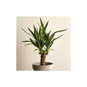 Image of Yucca single stem 11cm