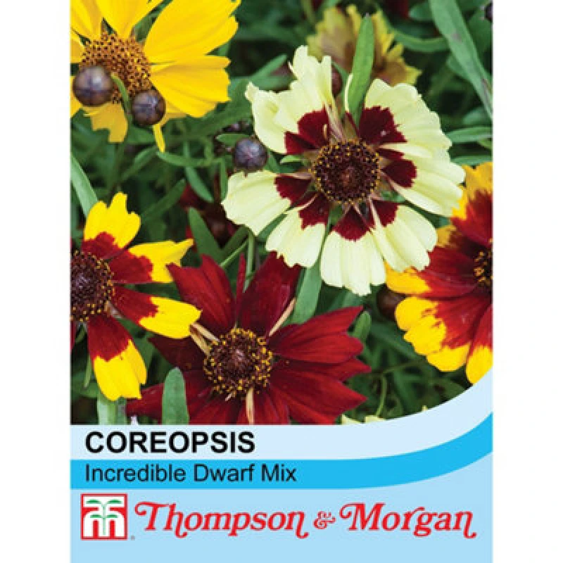 Image of Thompson & Morgan Coreopsis Incredible Dwarf Mix 1 Packet (100 Seeds)