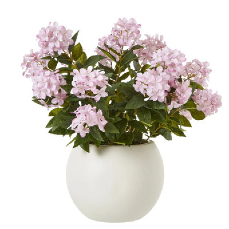 Image of Large Pink Hydrangea Plant In Pot