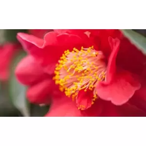 Image of Thompson & Morgan Thompson and Morgan Camelia Red 9cm - 1 Plant