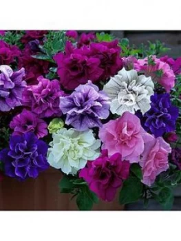Image of Fragrant Double Petunia 'Tumbelina Collection' 12 X Jumbo Plugs