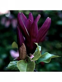 Image of Black Flowered Magnolia 'Genie' P14