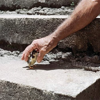 Image of Big Thief - Mythological Beauty Vinyl