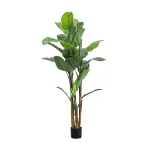 Image of Crossland Grove Banana Palm H2030Mm