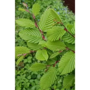 Image of Carpinus Betulus Hornbeam Hedging Set