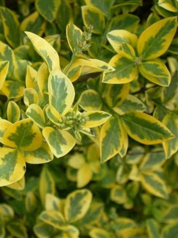 Image of Inspirational Gifting 2-3ft Golden Privet (Ligustrum Aureum) Evergreen Hedging Plants - Pack Of 10