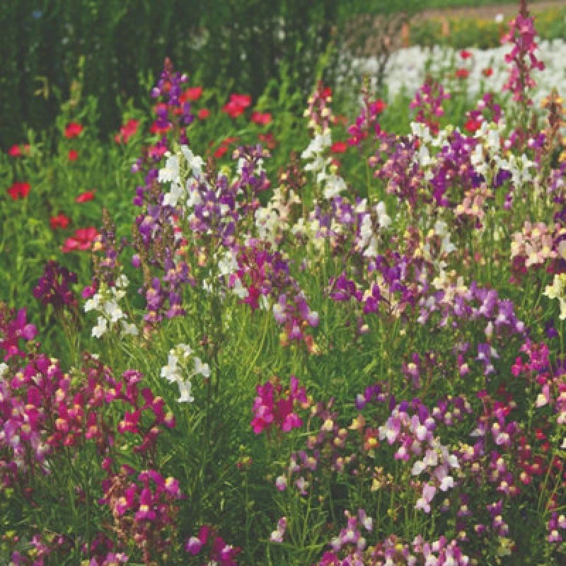 Image of Thompson & Morgan Mr. Men Little Miss Linaria Fairy Bouquet Baby Snapdragon Seeds - Candy-Coloured Dainty Blooms - 3000 Seeds