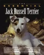 Image of essential jack russell terrier