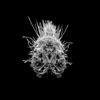 Image of Selm - TiiiER/Post-adrenaline Vinyl