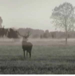 Image of Art For The Home Stag In The Woods Mural Wallpaper Paper