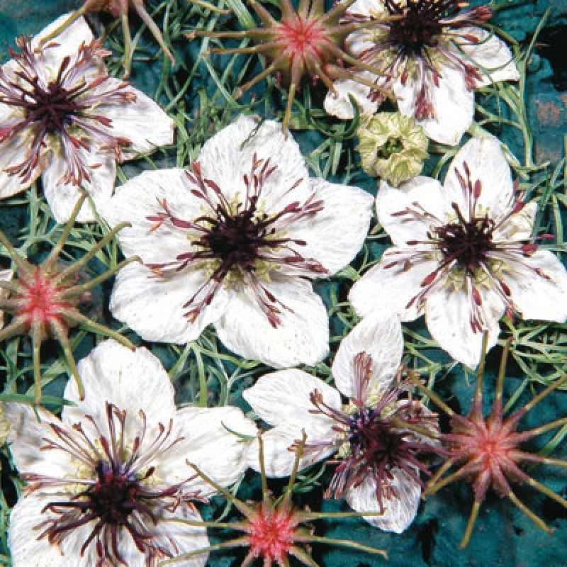 Image of Thompson & Morgan Nigella Papillosa African Bride Pure White Flowers Purple Stamens Easy Grow Annual 500 Seeds