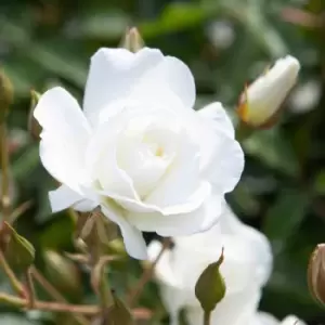 Image of YouGarden Rose 'Iceberg'