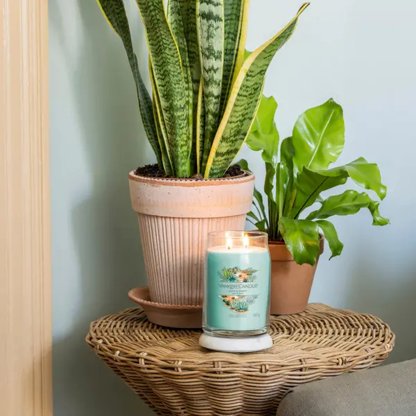 Image of Aloe and Agave