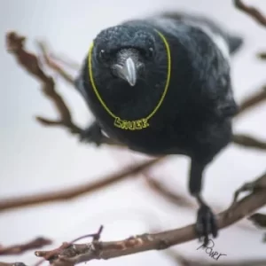 Image of Power by Lauer Vinyl Album